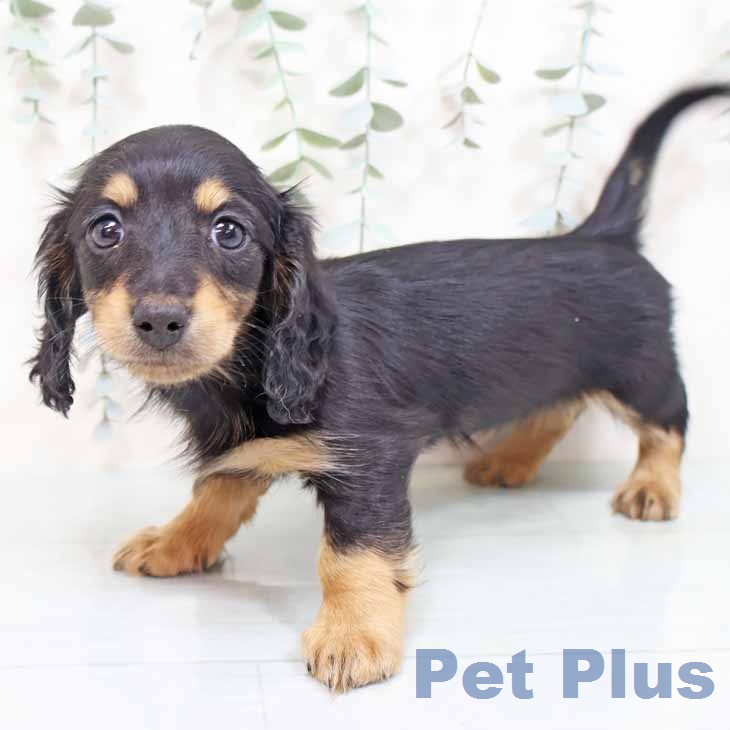 ミニチュア・ダックスフンドの写真2