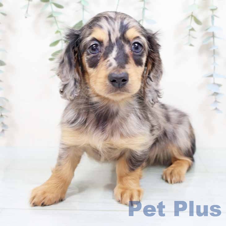 ミニチュア・ダックスフンド