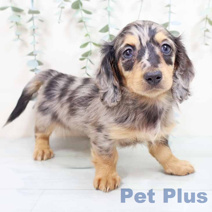 ミニチュア・ダックスフンドの写真2