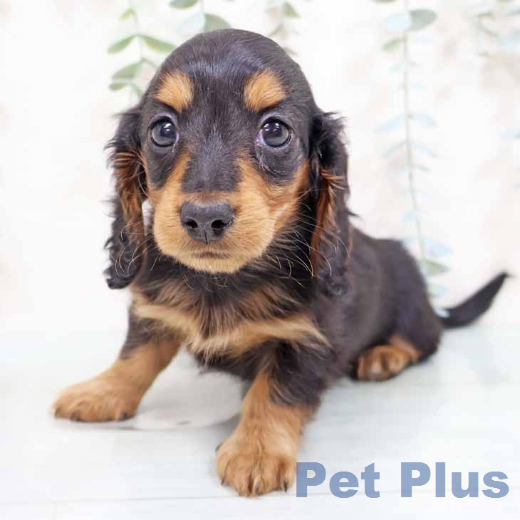 カニーンヘン・ダックスフンド