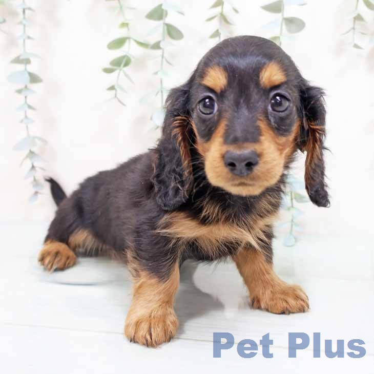 カニーンヘン・ダックスフンドの写真2