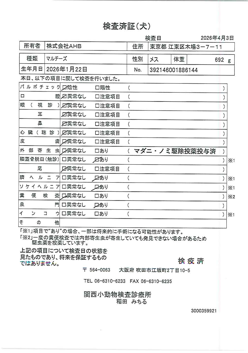 マルチーズ