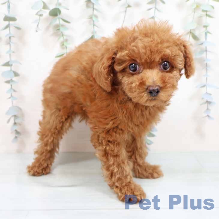 トイ・プードル