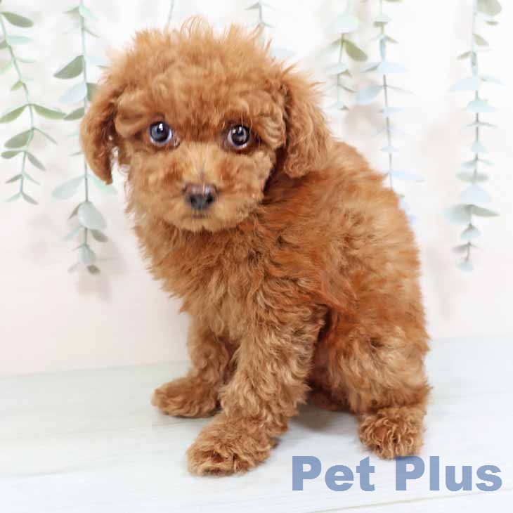 トイ・プードルの写真2