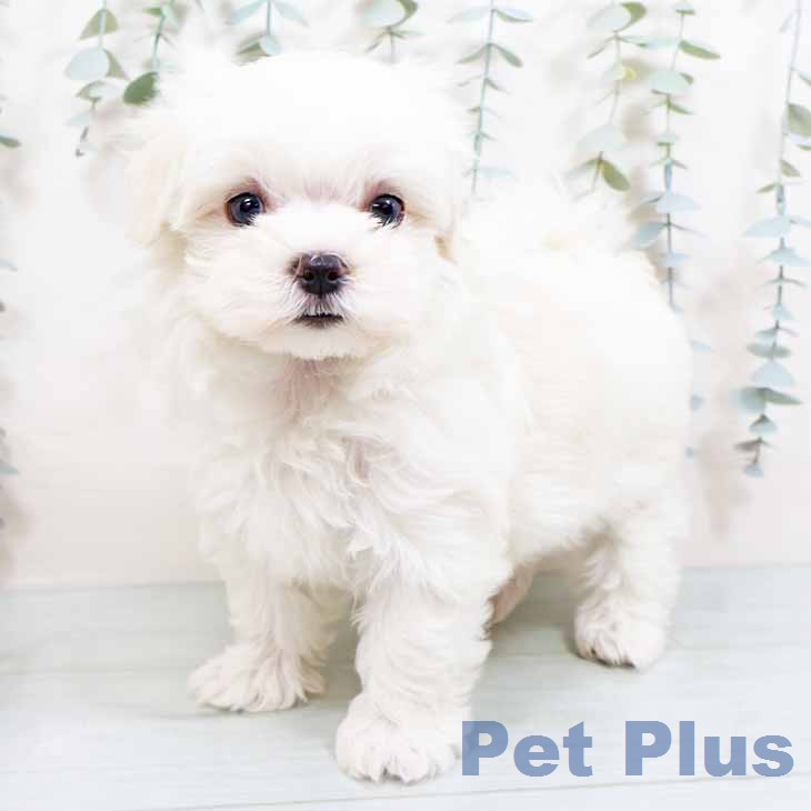 マルチーズの写真2