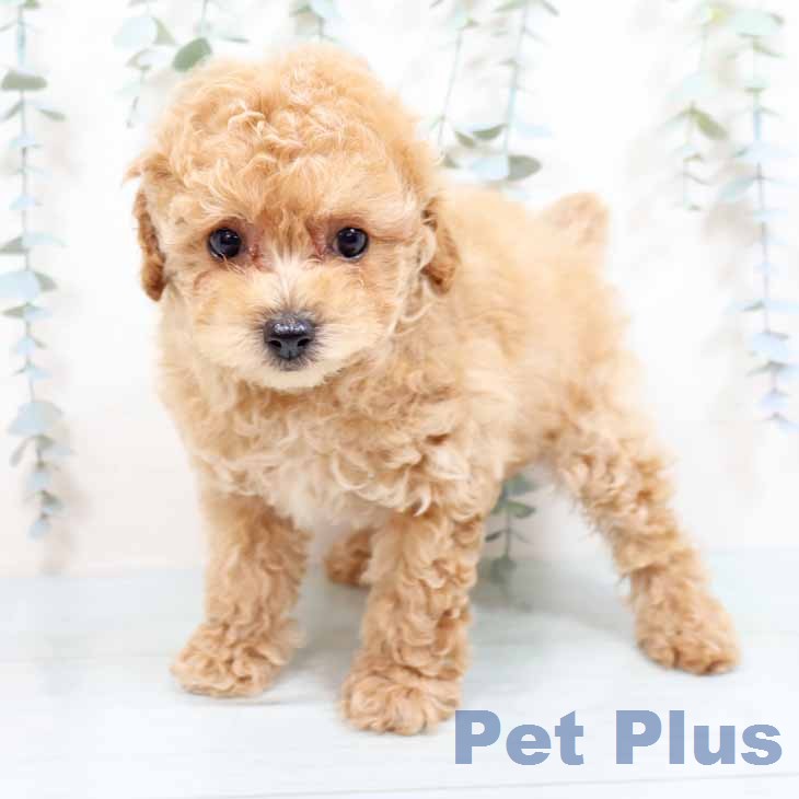 トイ・プードルの写真2