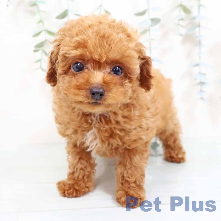 トイ・プードル