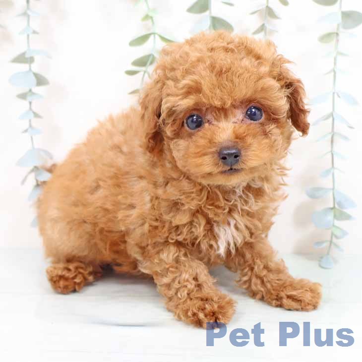 トイ・プードルの写真2