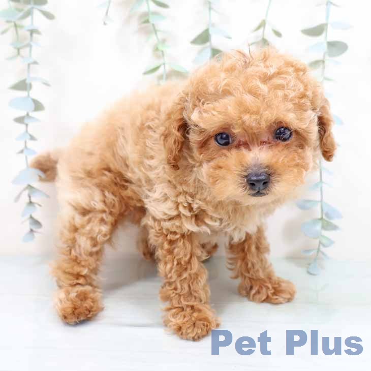 トイ・プードルの写真2