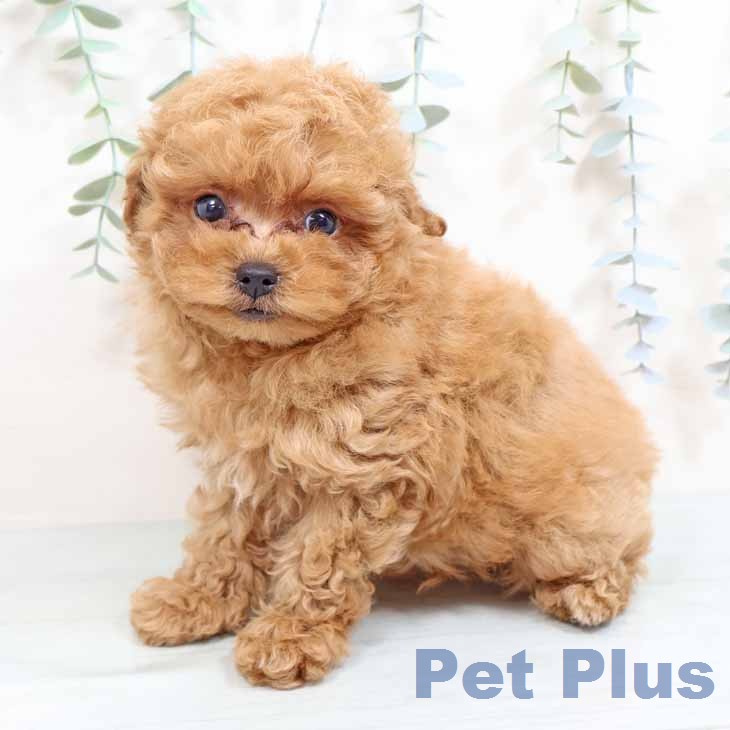 トイ・プードルの写真2