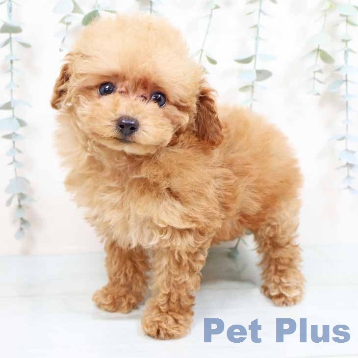 トイ・プードル