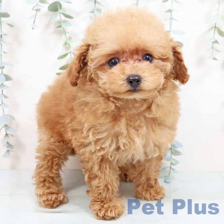 トイ・プードルの写真2