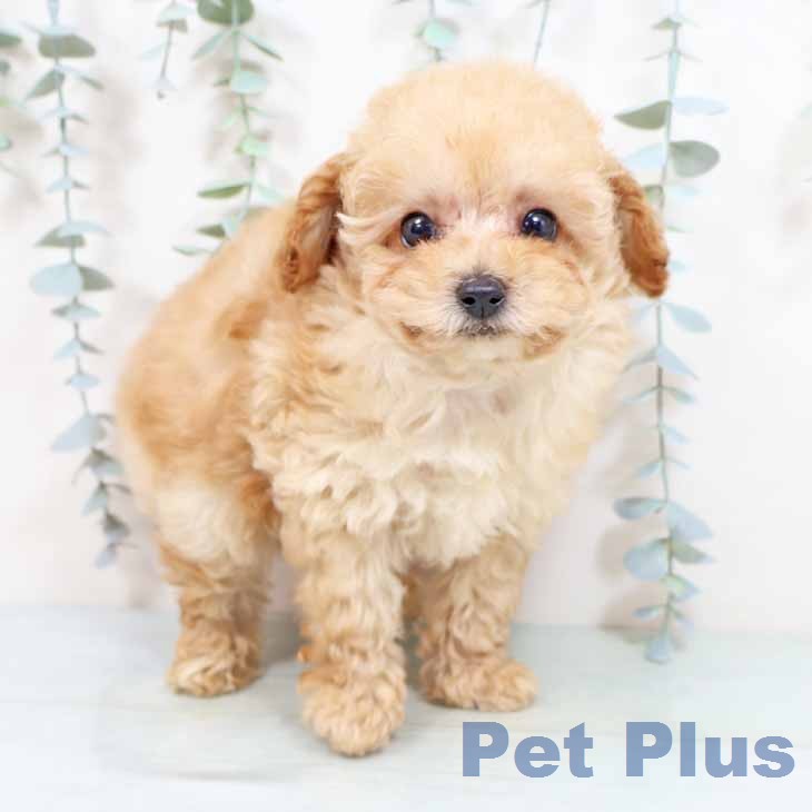 トイ・プードル