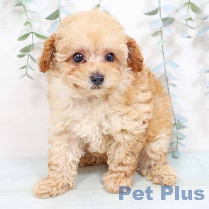 トイ・プードルの写真2