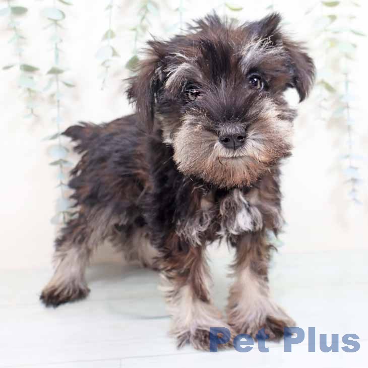 ミニチュア・シュナウザー