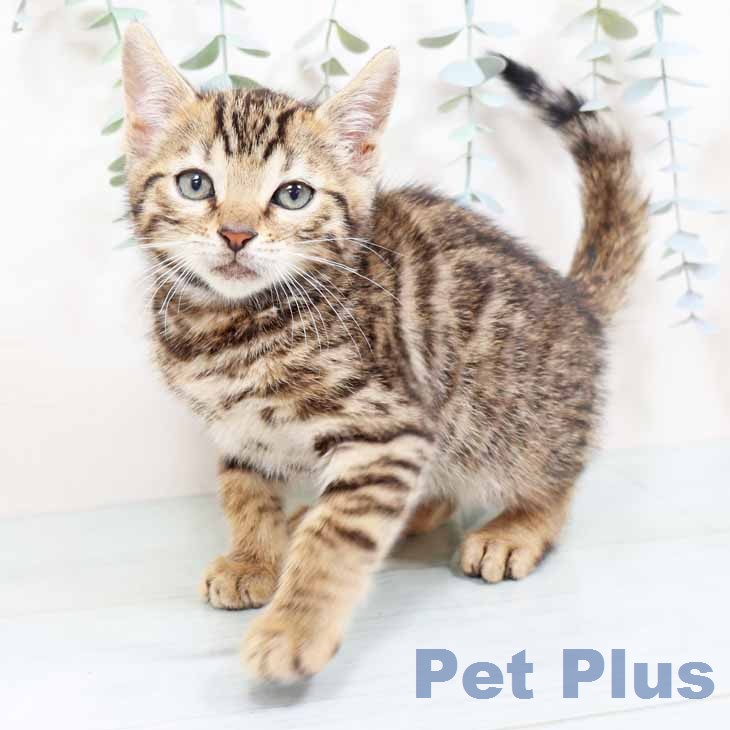 ベンガルの写真2