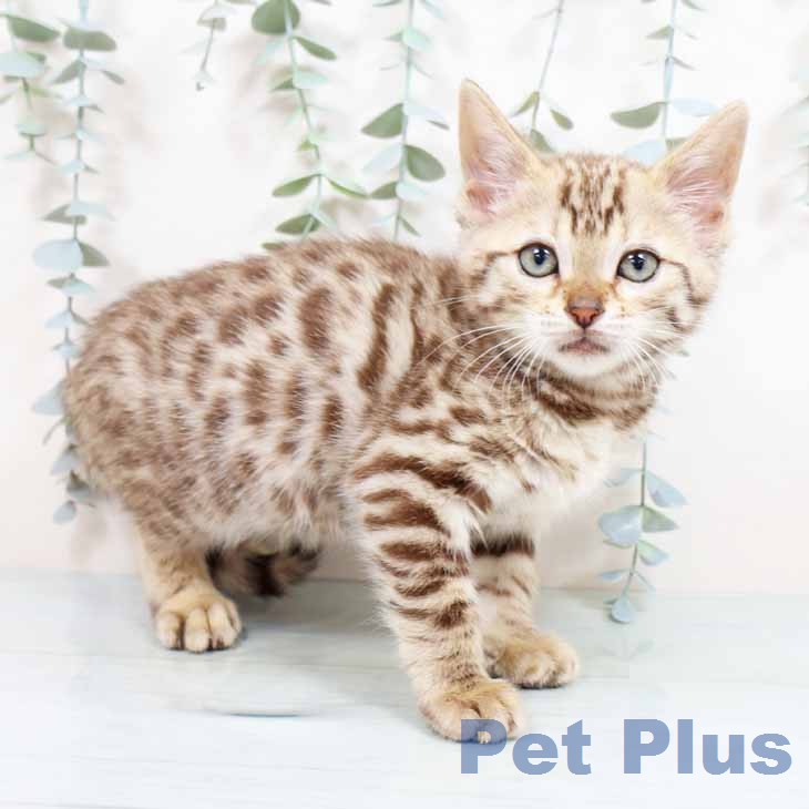 ベンガルの写真2