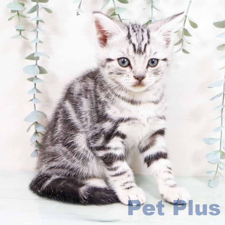 アメリカンショートヘアの写真2