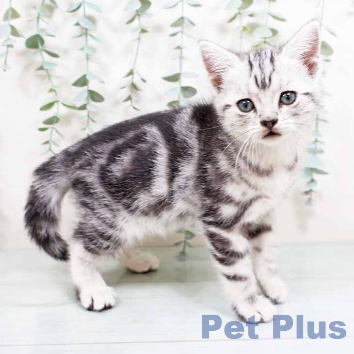 アメリカンショートヘア