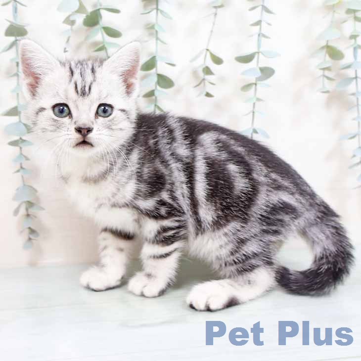 アメリカンショートヘア