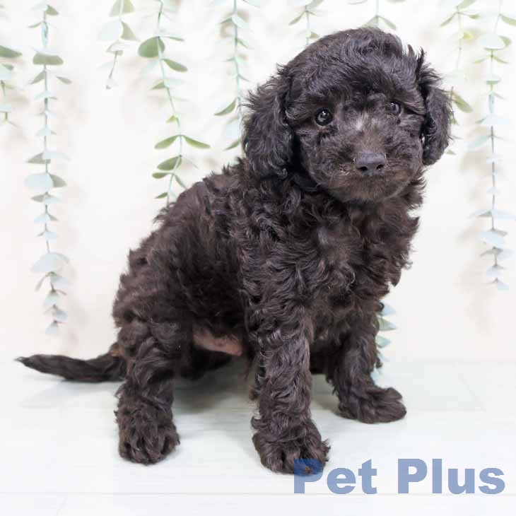 トイ・プードル