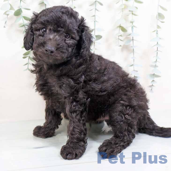 トイ・プードル