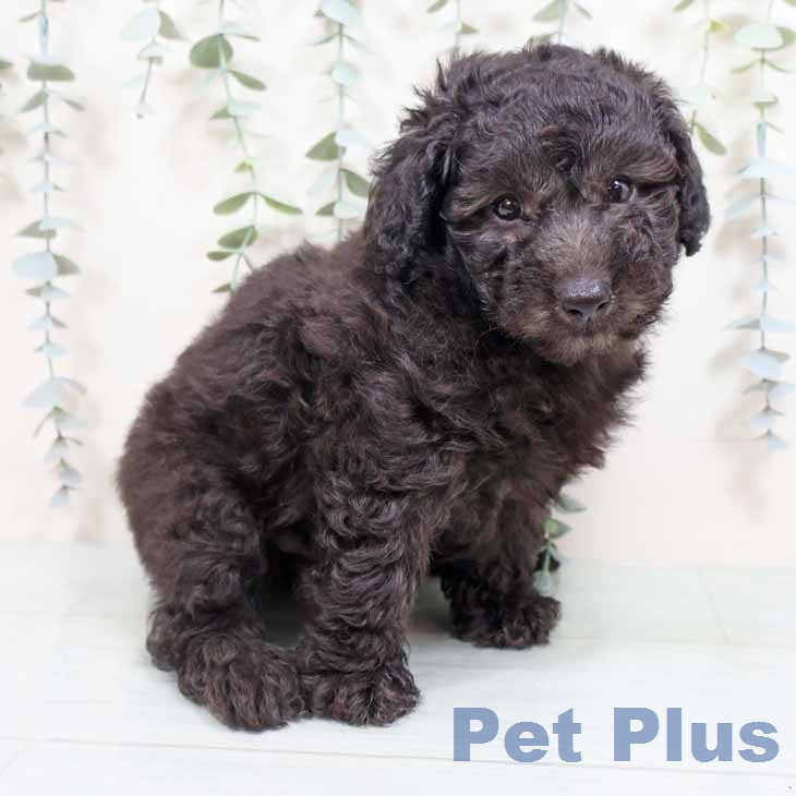 トイ・プードルの写真2