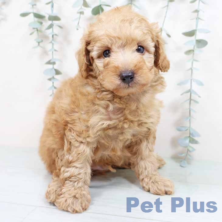 トイ・プードル