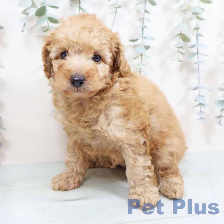 トイ・プードルの写真2