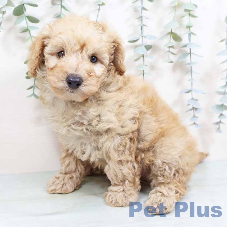 トイ・プードル