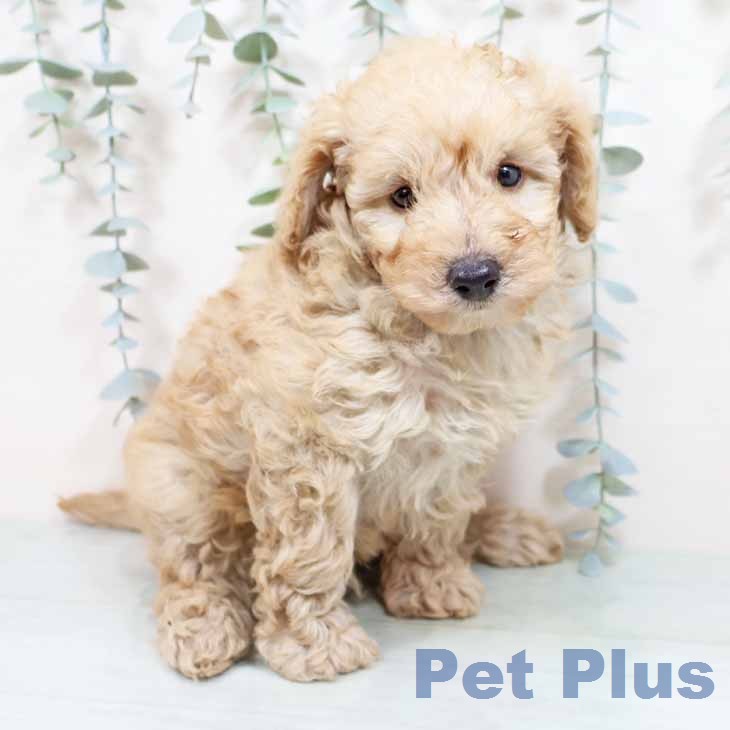 トイ・プードルの写真2