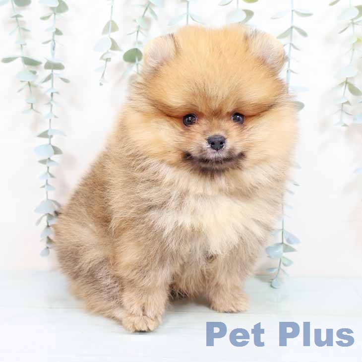 ポメラニアンの写真2