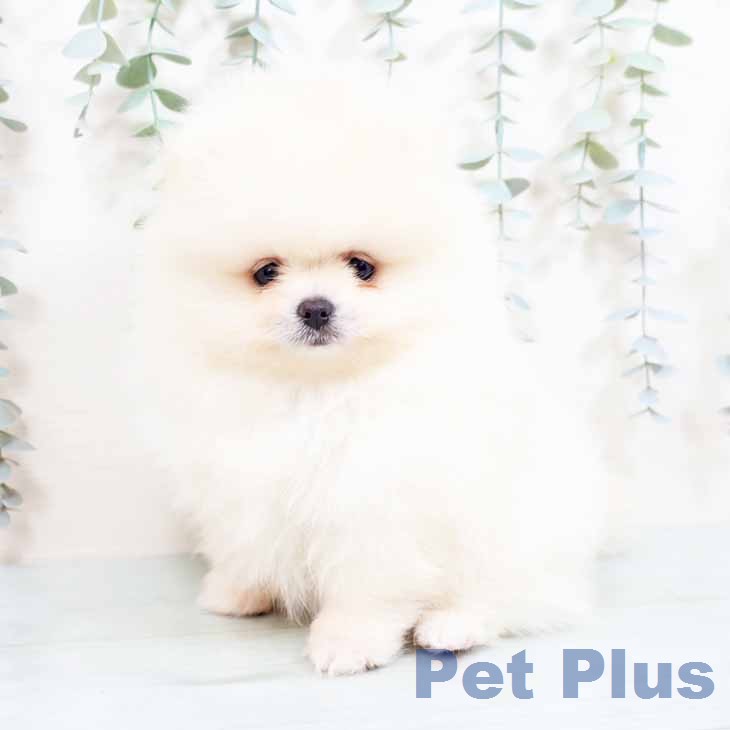 ポメラニアンの写真2