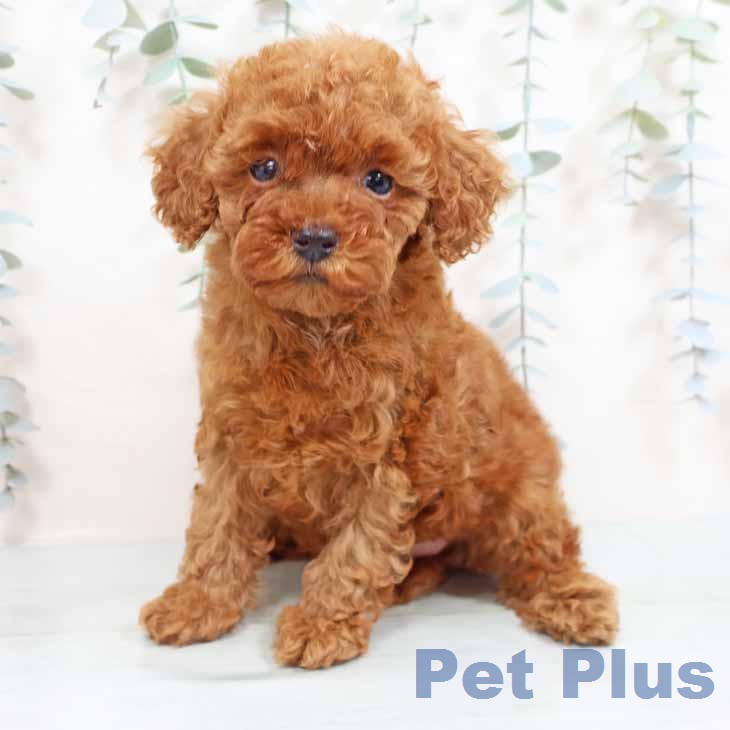 トイ・プードル