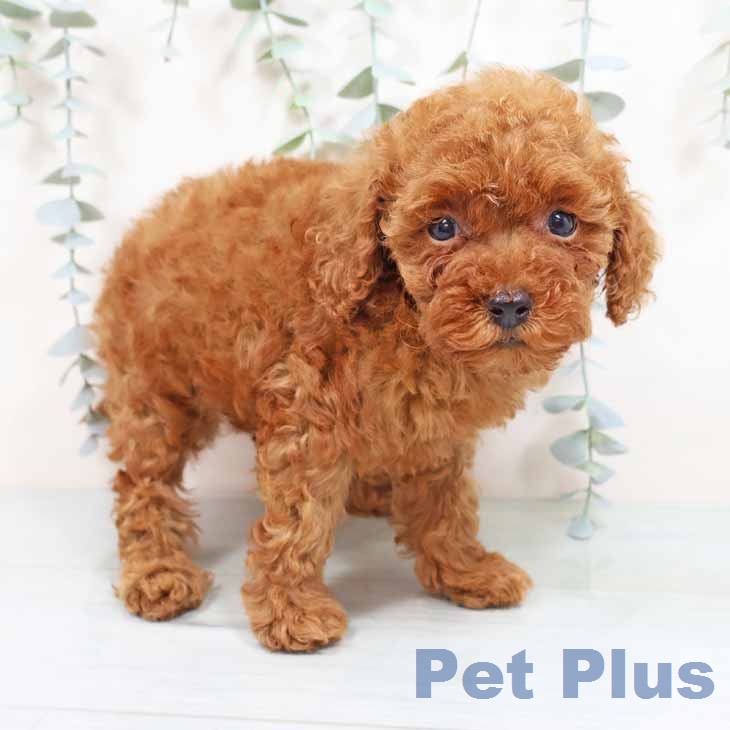 トイ・プードルの写真2