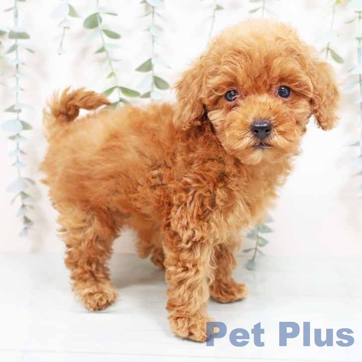 トイ・プードル