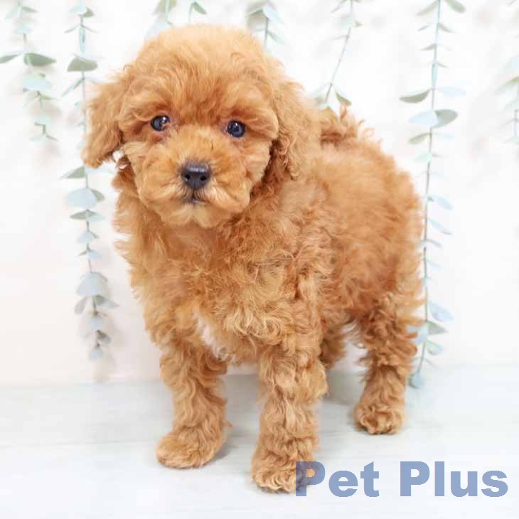 トイ・プードルの写真2