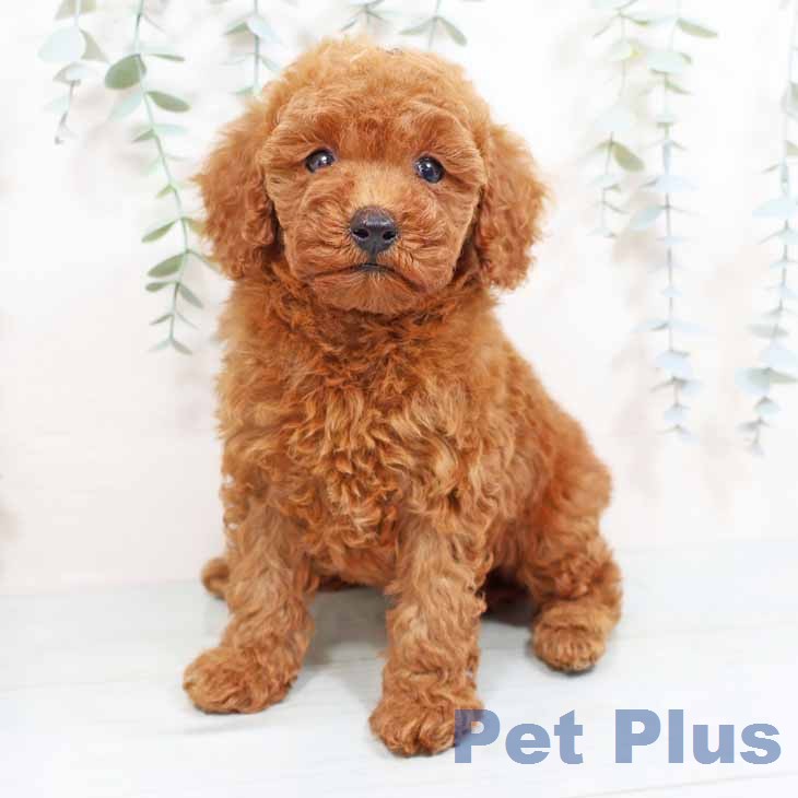 トイ・プードルの写真2