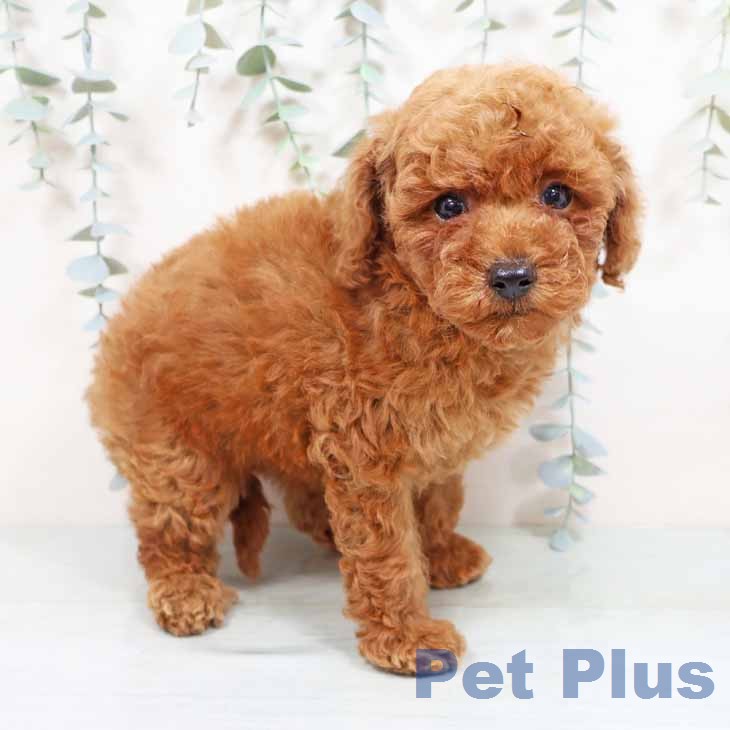 トイ・プードル