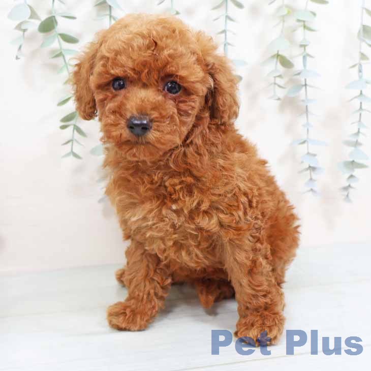 トイ・プードルの写真2