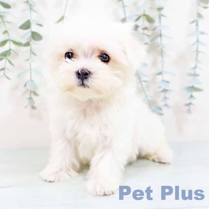 マルチーズの写真2