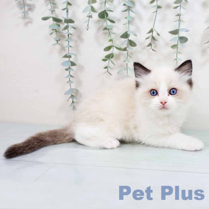 ラグドールの写真2