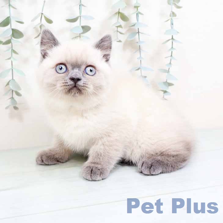 ブリティッシュショートヘア