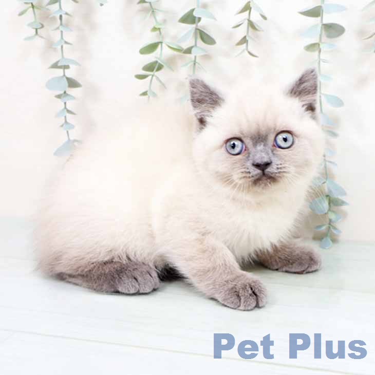 ブリティッシュショートヘアの写真2