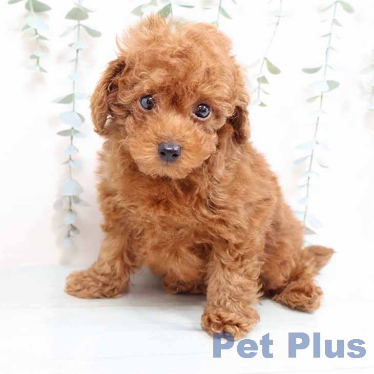 トイ・プードル