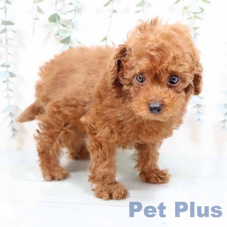 トイ・プードルの写真2