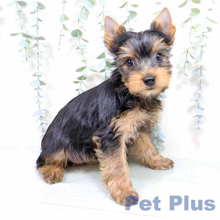 ヨークシャー・テリアの写真2