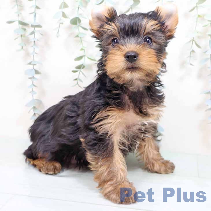 ヨークシャー・テリア