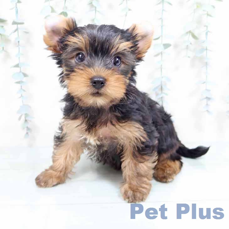 ヨークシャー・テリアの写真2