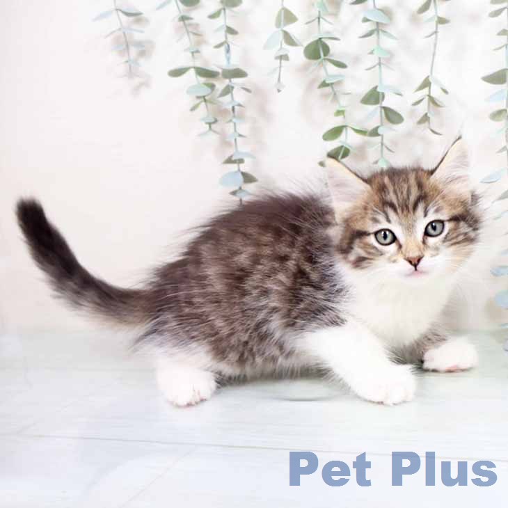 ノルウェージャンフォレストキャット